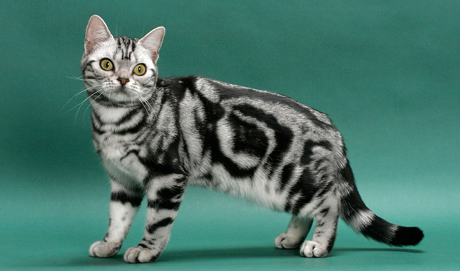 อเมริกัน ช็อตแฮร์ (American Shorthair) แมวขนสั้นที่ทาสแมวทั่วโลกตกหลุมรัก