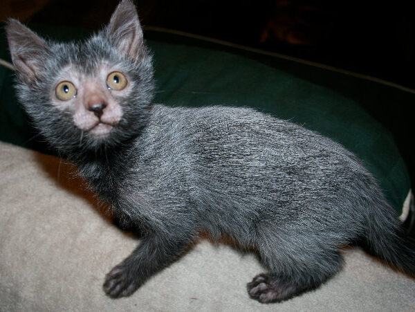 ไลคอย (Lykoi Cat) แมวสายพันธุ์ใหม่สุดน่ารัก