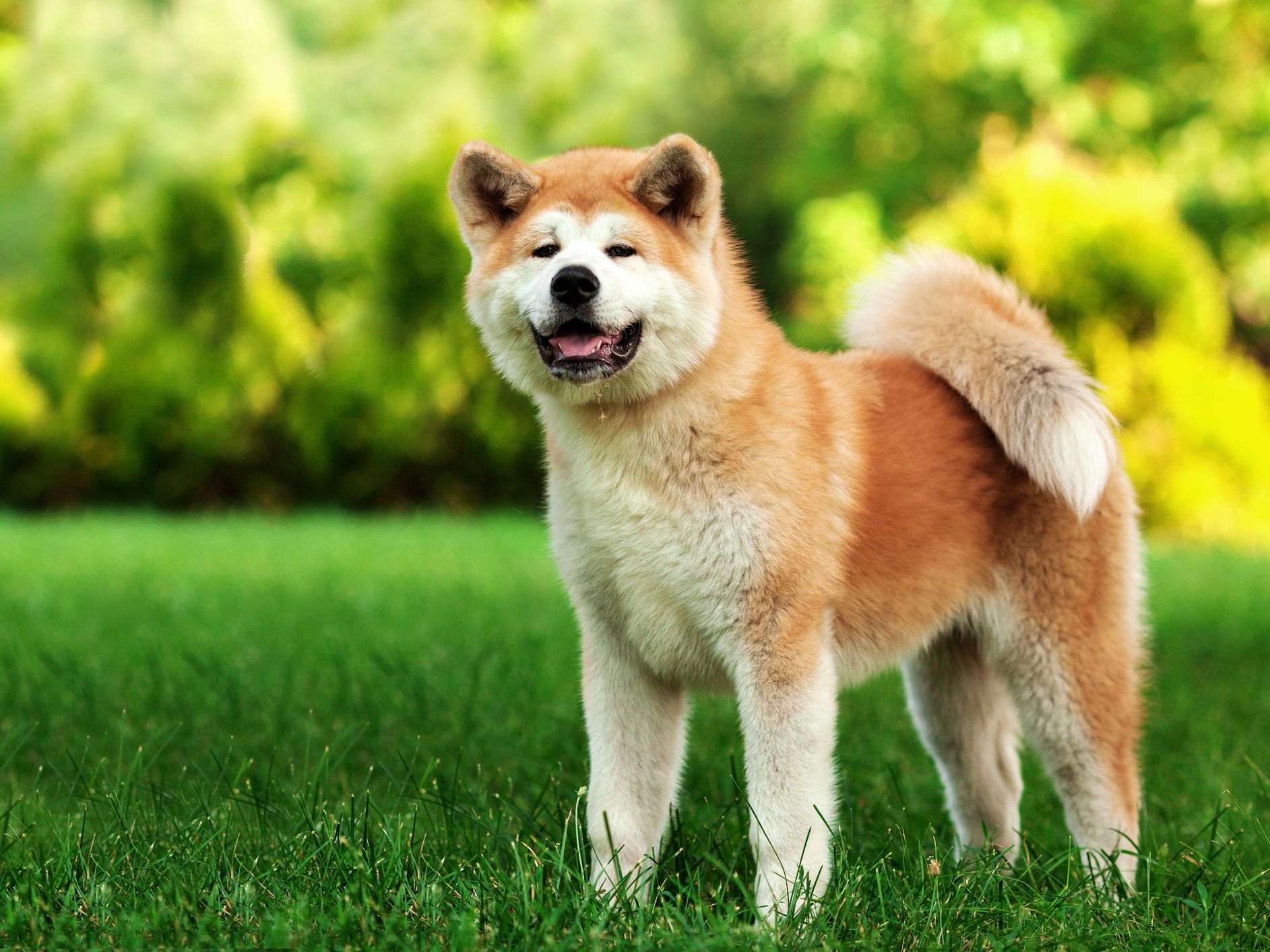 รู้จัก ชิบะ อินุ (Shiba Inu) หมาสัญชาติญี่ปุ่นแสนน่ารัก