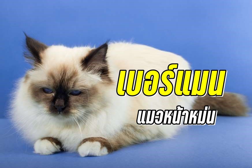 เบอร์แมน (Birman) แมวหน้าหม่น