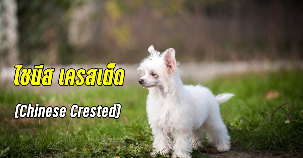 ไชนิส เครสเต็ด เป็นหมาที่ไม่มีขน หรือมีผิวหนังเรียบลื่น สายพันธุ์นี้มีนิส้ยน่ารัก มีชีวิตชีวา