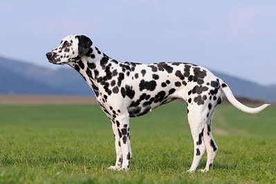 มาทำความรู้จักกับสุนัขพันธุ์ ดัลเมเชียน (Dalmatian)