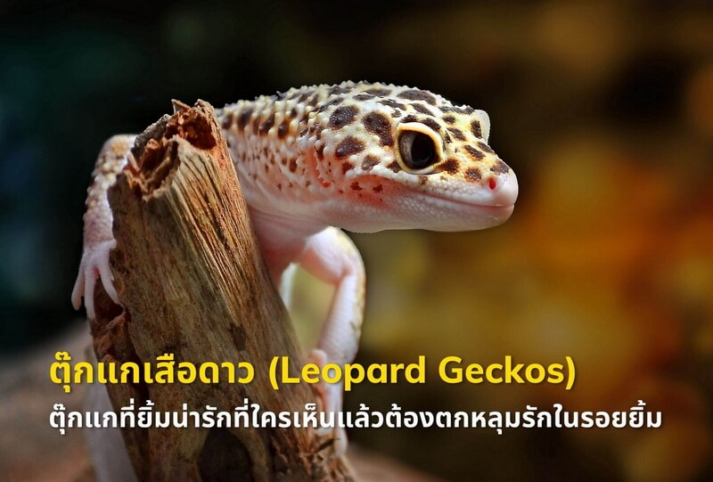 ตุ๊กแกเสือดาว (Leopard Geckos) ตุ๊กแกที่ยิ้มน่ารักที่ใครเห็นแล้วต้องตกหลุมรักในรอยยิ้ม