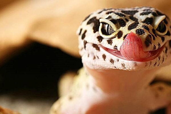 ตุ๊กแกเสือดาว (Leopard Geckos) สัตว์แปลกที่มีสีสันสวยงาม