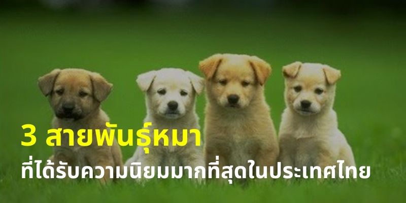 3 สายพันธุ์หมาที่ได้รับความนิยมมากที่สุดในประเทศไทย