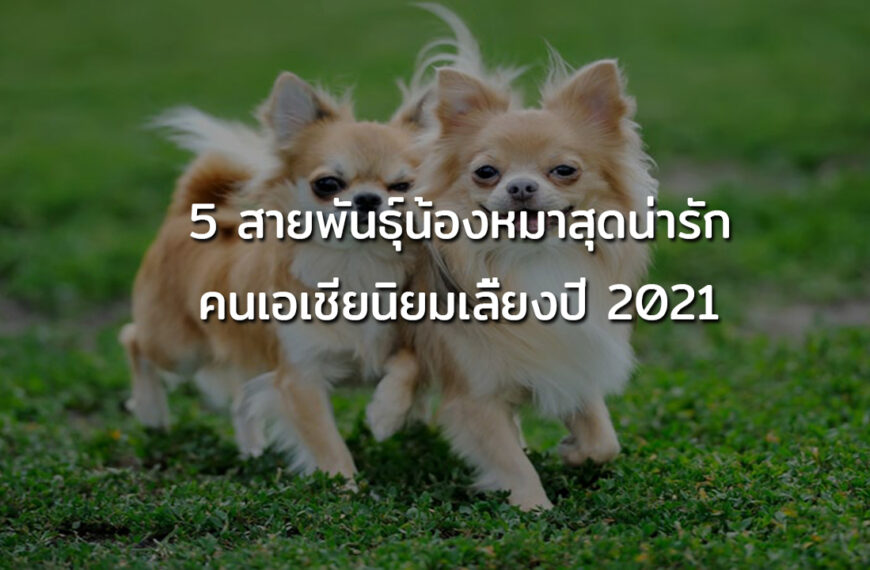 5 สายพันธุ์น้องหมาสุดน่ารัก | ที่คนเอเชียนิยมเลี้ยงปี 2021